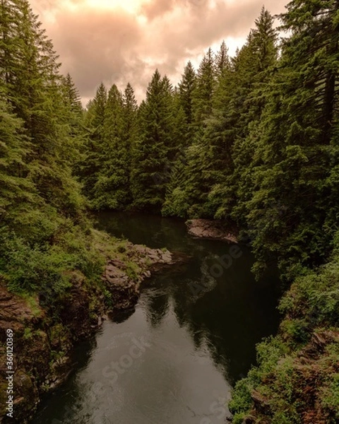 Obraz river in the forest