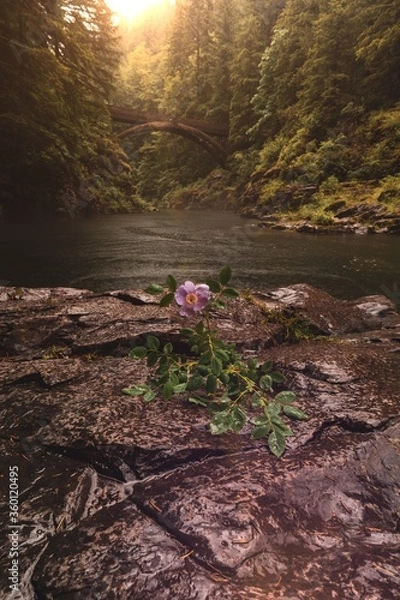 Obraz autumn in the mountains