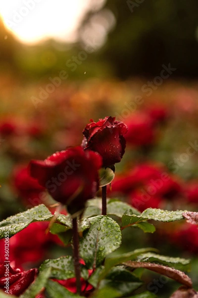 Obraz red rose in garden