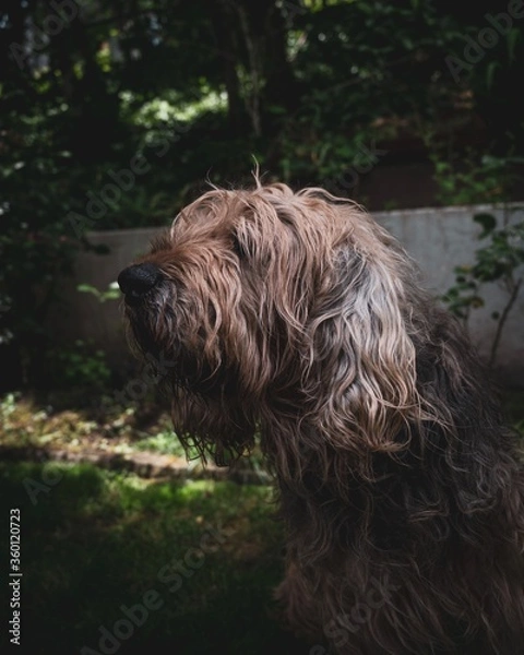 Fototapeta irish setter dog