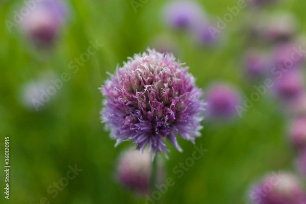 Obraz purple thistle flower