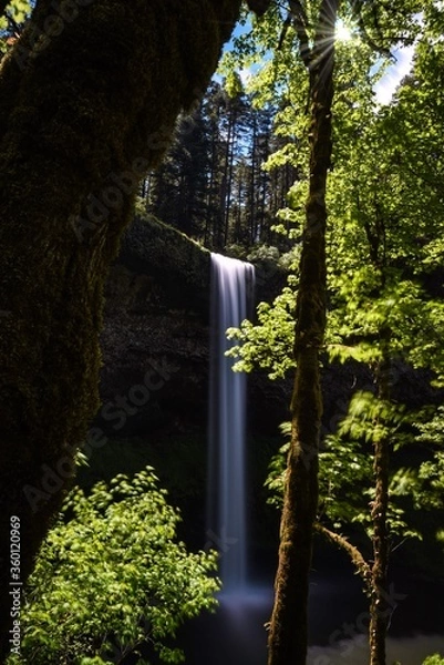 Obraz light in the forest