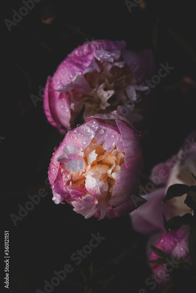 Obraz flower in water