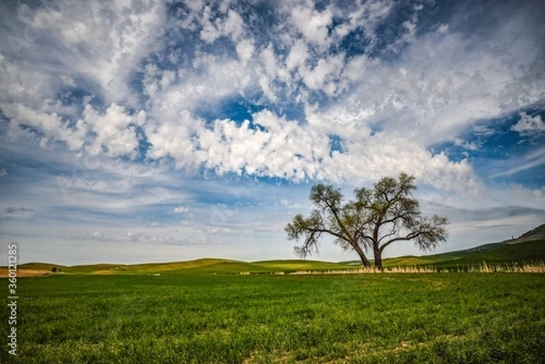 Obraz green field and blue sky