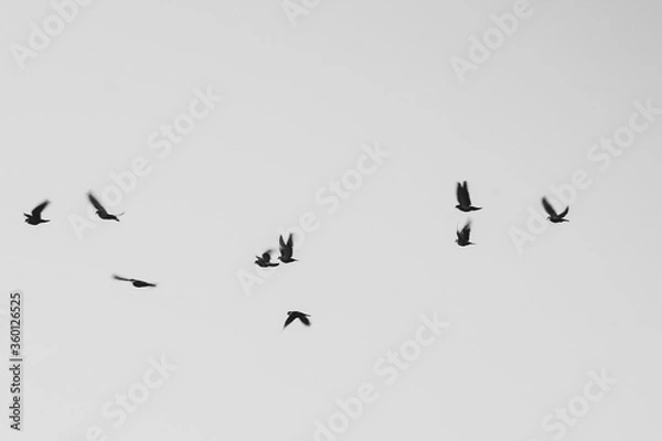 Obraz birds in flight