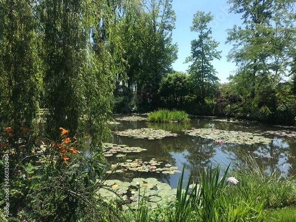 Obraz pond with flowers