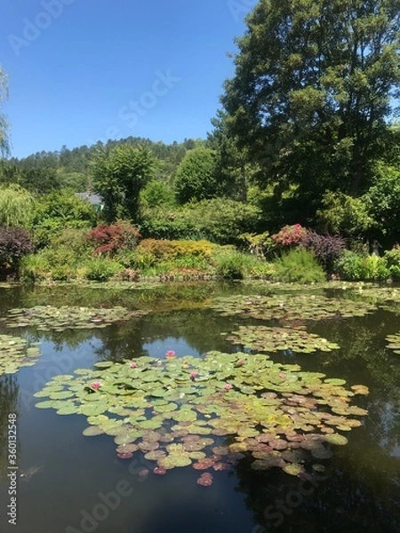 Obraz pond in the park