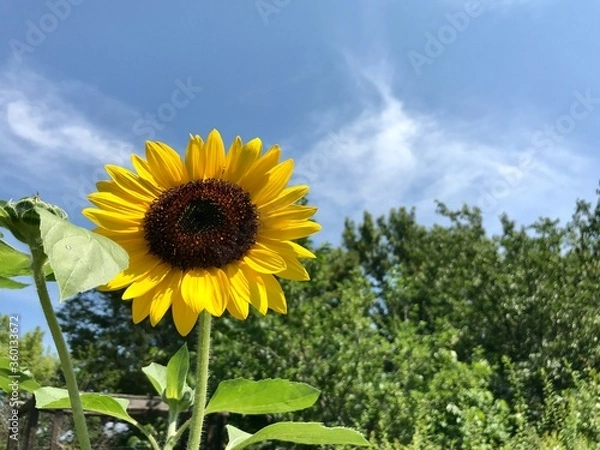 Obraz ひまわり　空　日本