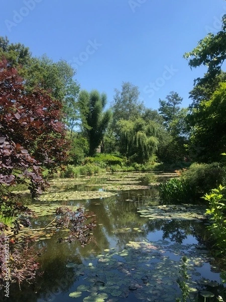Obraz river in the forest
