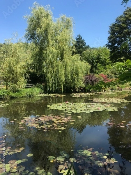 Obraz lake in the park
