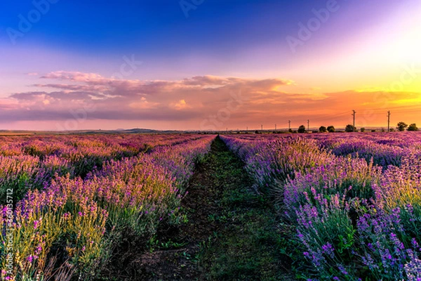 Fototapeta lavender field at sunset