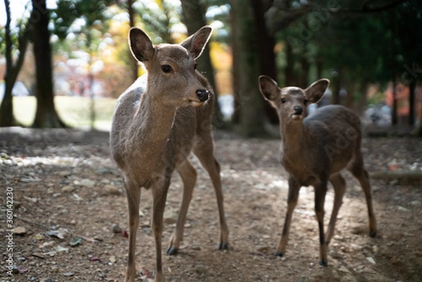 Fototapeta 鹿の親子