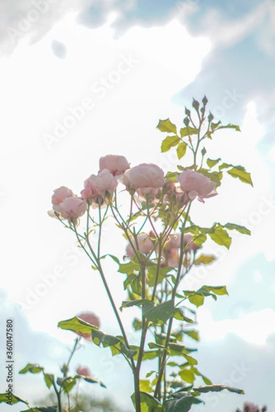 Fototapeta 淡い色の薔薇