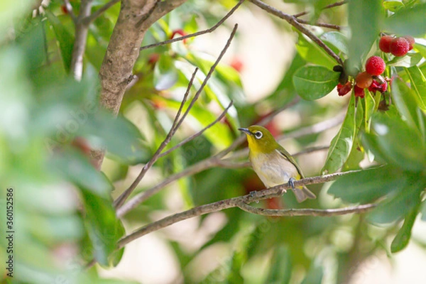 Obraz 道の駅しらとりの郷・羽曳野にある木の枝に留まるメジロ