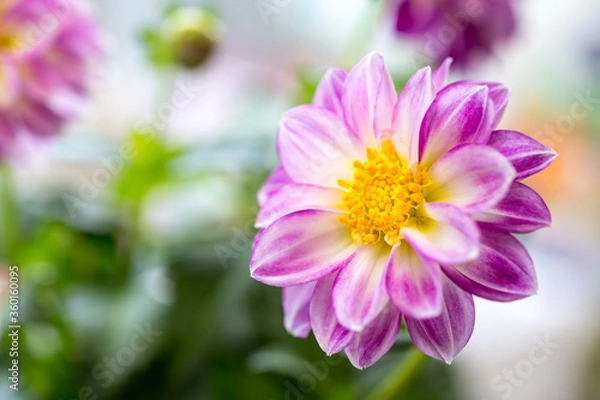 Fototapeta ダリアの花