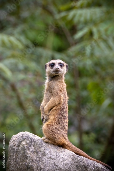 Fototapeta ミーアキャットのポートレート