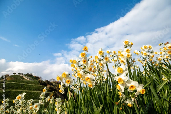 Fototapeta 水仙の花　初春イメージ