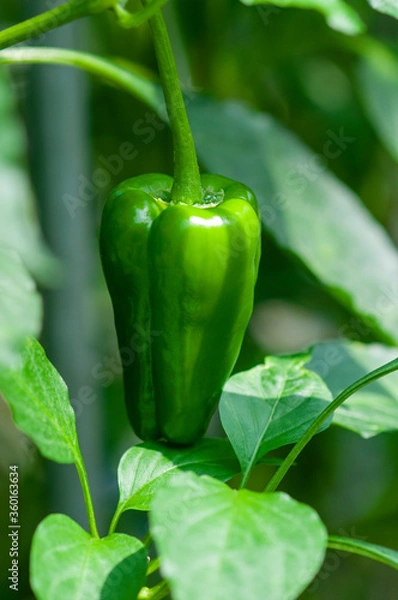 Fototapeta ピーマン