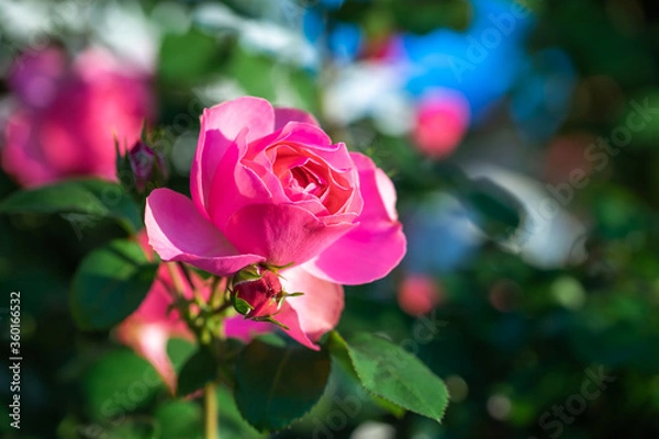 Fototapeta バラの花　屋外イメージ