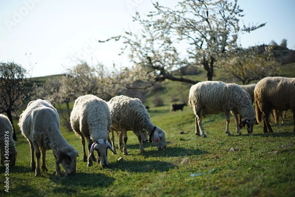 Fototapeta Sheep grazing on a green pasture while cherry trees are blossoming in the background.