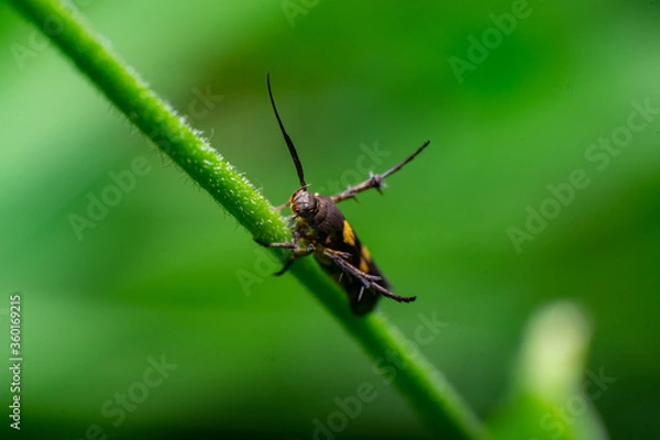 Fototapeta beautiful macro closeup shots of insects