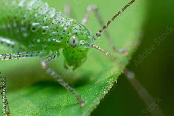 Obraz beautiful macro closeup shots of insects