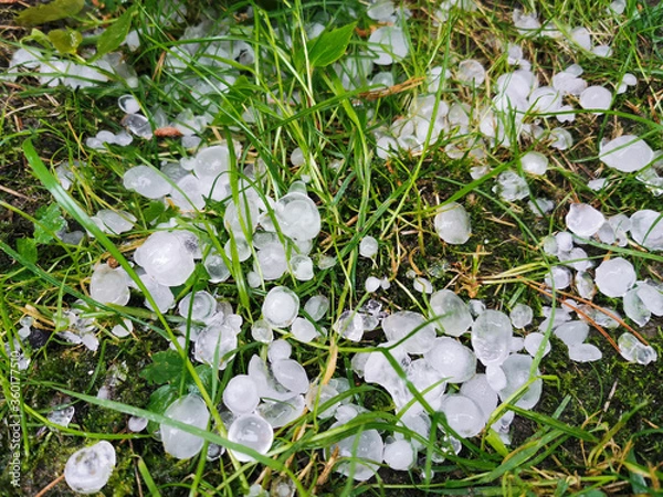 Fototapeta a large hail destroyed the grass
