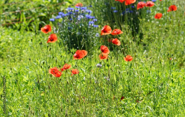 Fototapeta Wildblumen