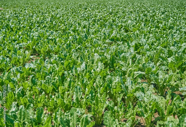 Fototapeta Lush green swiss chard field freshly cultivated in early summer.