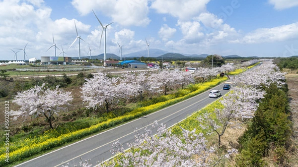 Obraz 유채꽃과 벚꽃이 어우러진 대한민국의 가장 아름다운 길 제주도 녹산로