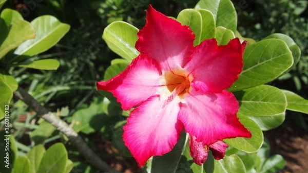 Fototapeta OLYMPUS DIGITAL CAMERA