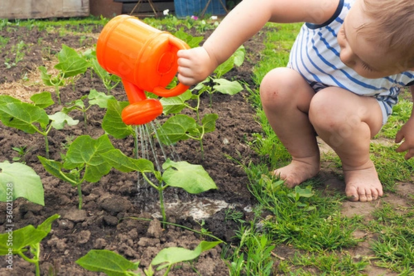 Obraz .a little boy sits barefoot and pours beans with an orange watering can in the garden..