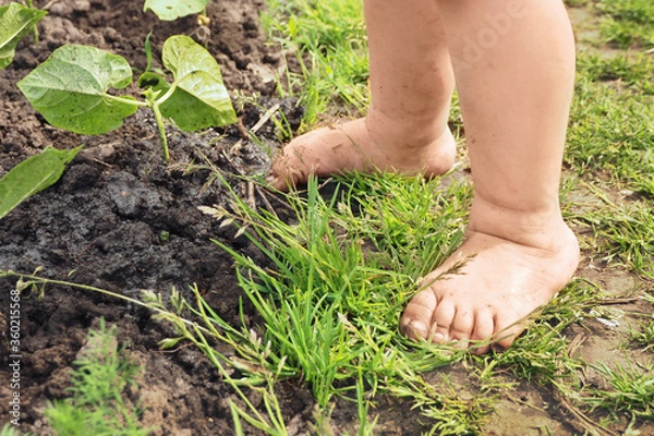 Obraz dirty bare feet of a child on the grass, wet poured earth and bean shoots in the garden...