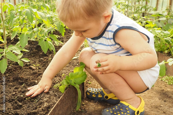 Obraz .little boy in a greenhouse digs his hands in the ground..