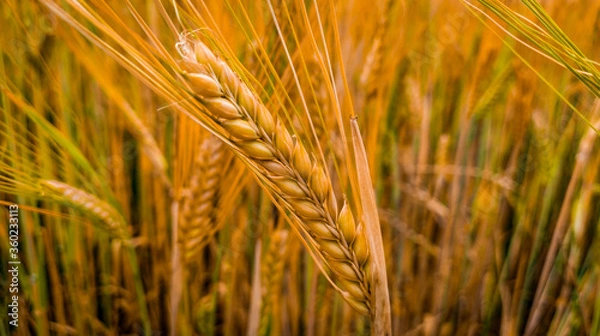 Obraz wheat field in summer