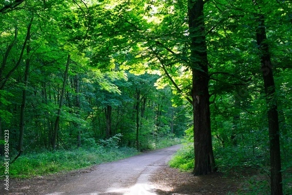 Obraz Road within trees in the wood