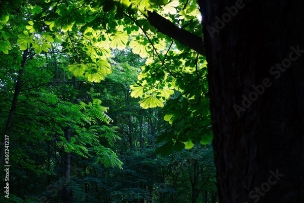 Obraz Great afternoon light within foliage