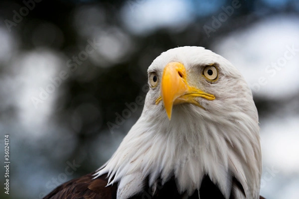 Fototapeta Eagle