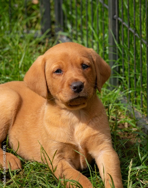 Fototapeta Fox red Labrador puppy, looking at the camera. Selective focus.