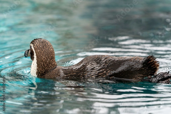 Fototapeta [動物]フンボルトペンギン