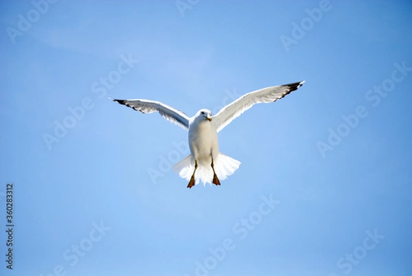 Obraz seagull flying over the sea