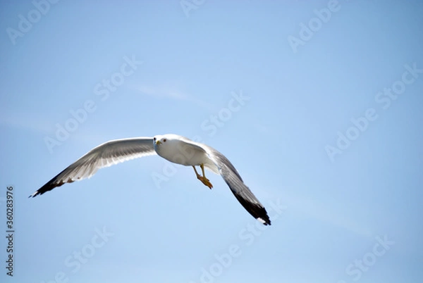 Obraz seagull flying over the sea