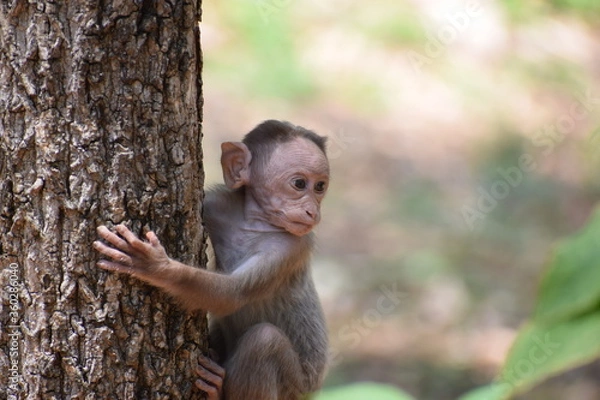 Fototapeta Junior monkey having fun. 