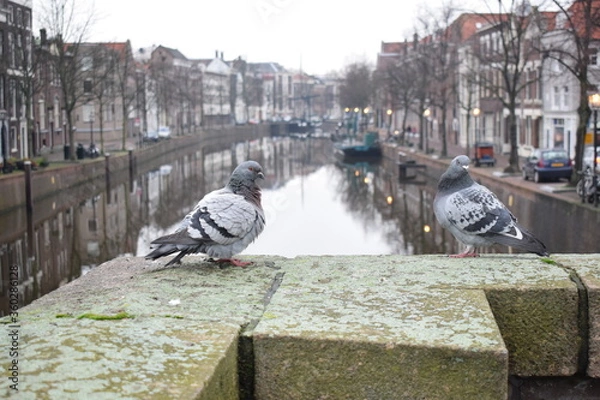 Fototapeta Pigeons resting near the water. 