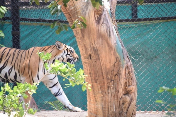 Fototapeta Tiger king. 