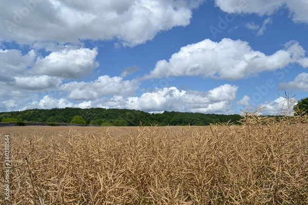 Fototapeta Champ de colza sec