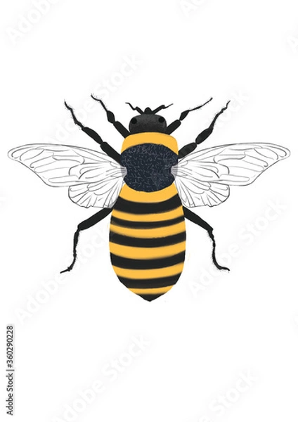 Fototapeta bee