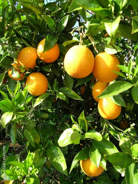 Obraz oranges