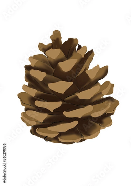 Fototapeta pine cone on white background