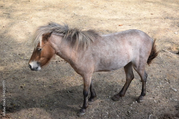 Obraz Beauty in the beast. 